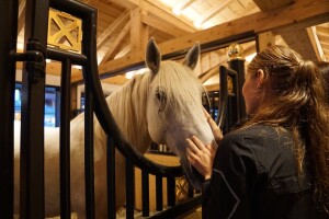 Licenciranje lipicanskih pastuha privatnog uzgoja