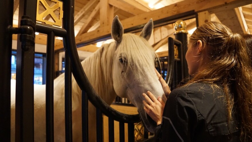 Licenciranje lipicanskih pastuha privatnog uzgoja