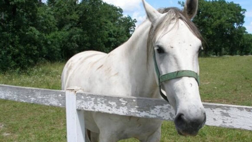 Lipičani ne žele sukob s Đakovom u vezi s ergelom