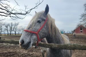 Ocjenjivanje pastuha i kobila lipicanske pasmine privatnog uzgoja