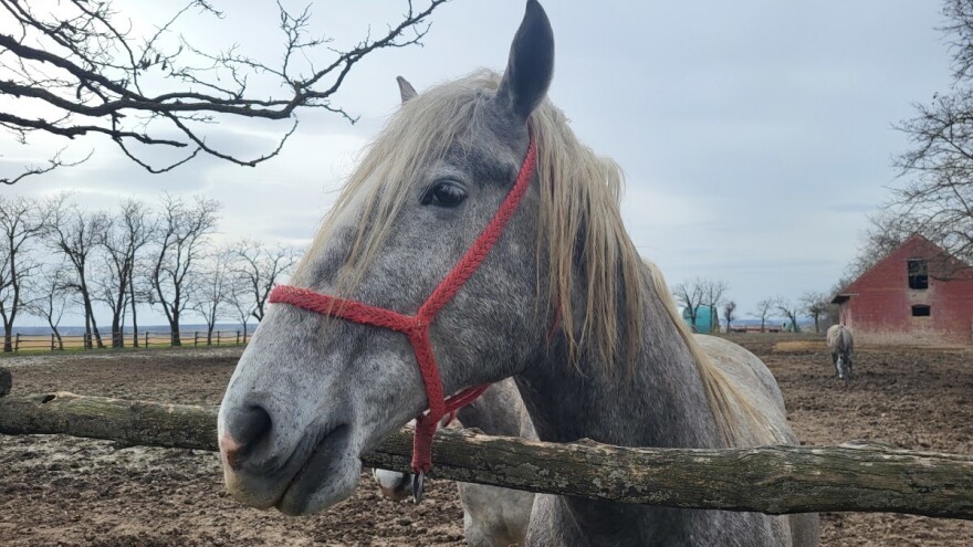 Ocjenjivanje pastuha i kobila lipicanske pasmine privatnog uzgoja