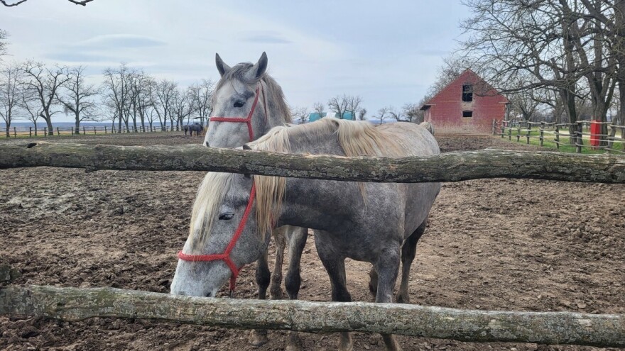 Konjogojci, podnesite zahtjev za potpore poticanja uzgojnih programa