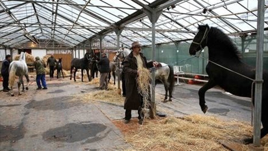 Sedam lipicanaca za sedam Kaštela