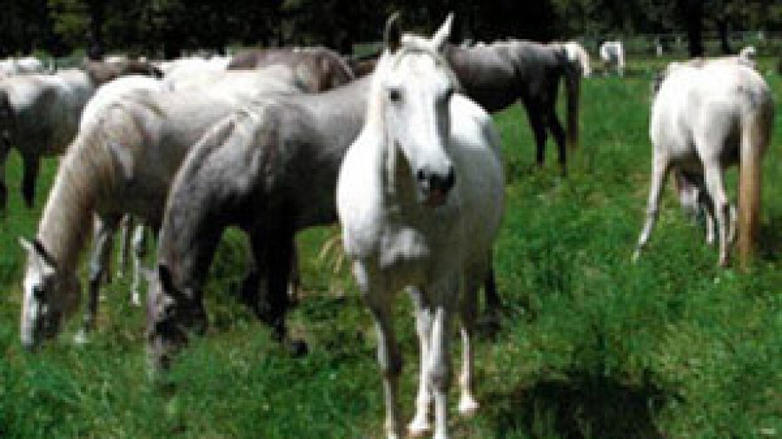 Đakovačku ergelu lipicanaca žele pripojiti Lipičkoj?