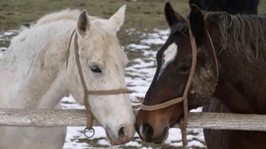 Protiv pripajanja ergele Đakovo Lipiku