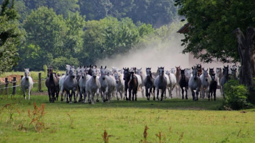 Priznanje uzgoju lipicanskih konja
