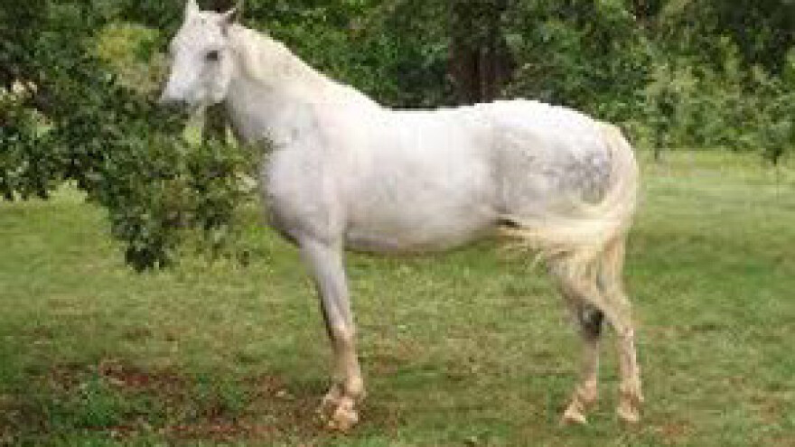 Čobanković uspio primiriti prosvjednike