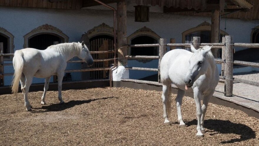Lipicaneri će se naći na UNESCO-voj listi nematerijalne baštine?
