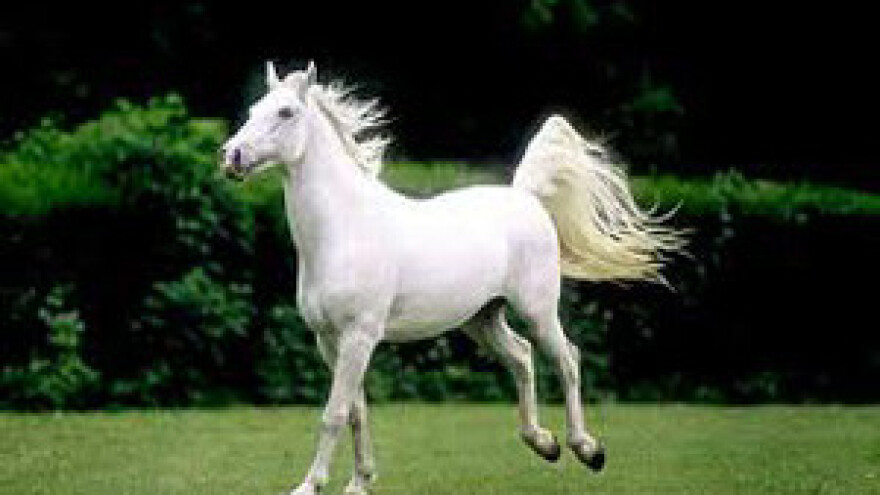 Peticija za đakovačku Ergelu