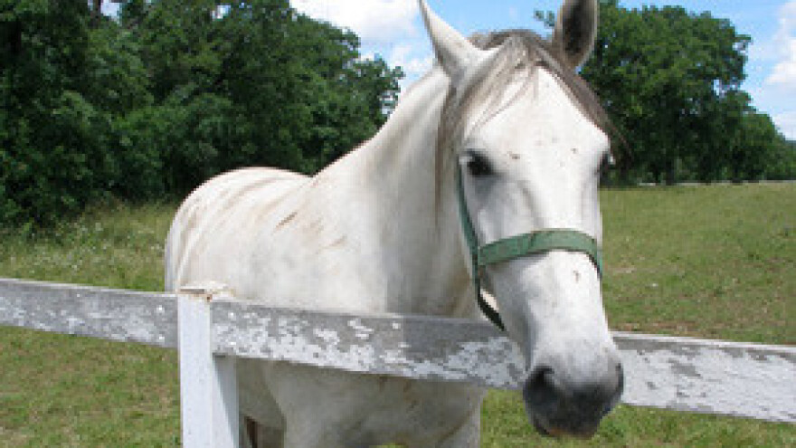 Lipicanci vraćeni iz progonstva opet bi mogli biti beskućnici