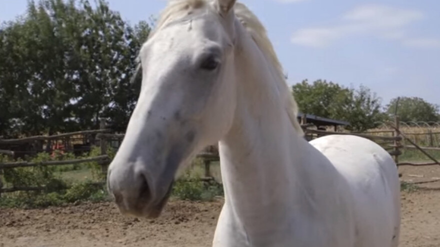 Lipicaneri - oličenje dobrote