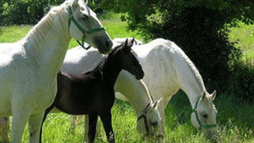 Ergela Lipik prati normative EU-a