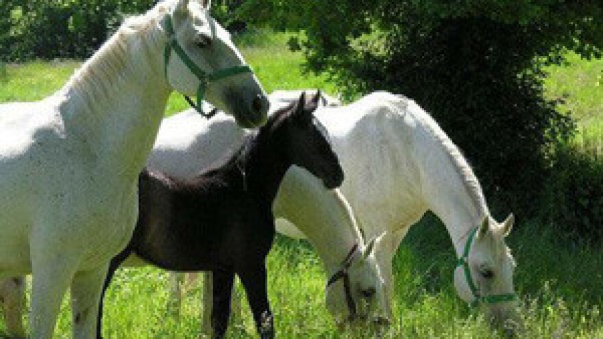 Traktori će na cestu zbog konja