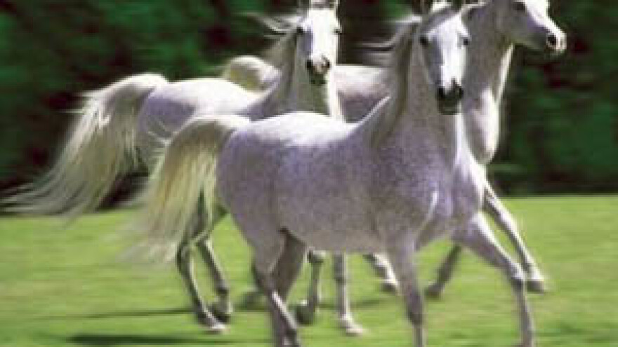 U nedjelju prosvjed za đakovačku Ergelu