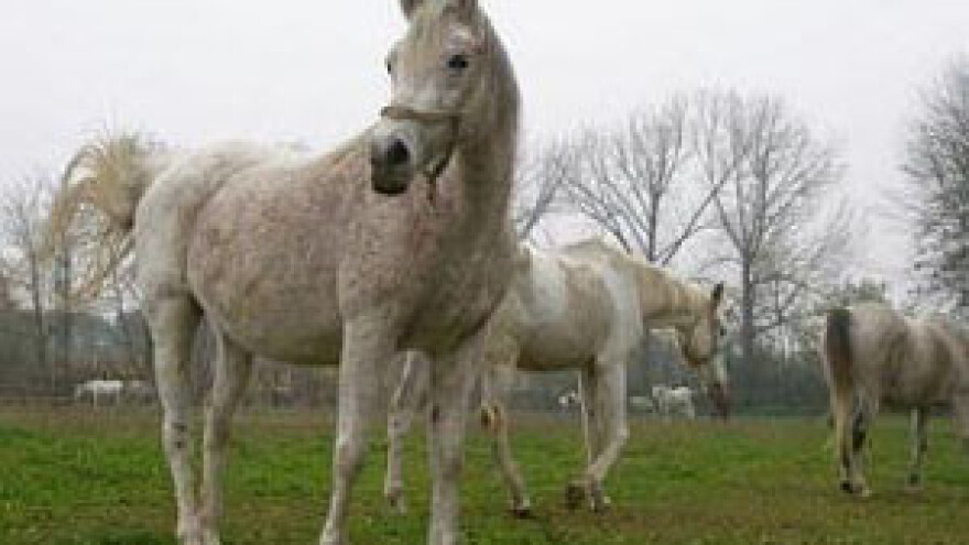 Pisma kraljici Elizabeti II. za spas ergele