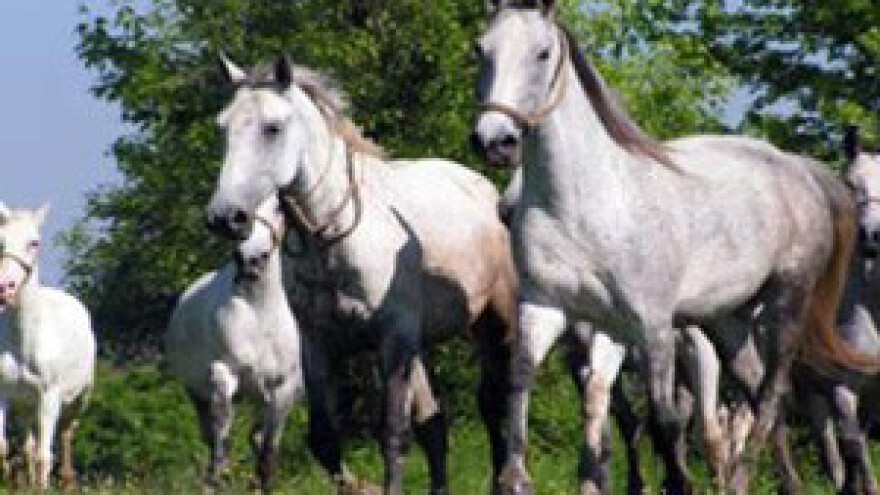 Neprimjereno je Vinkovićevo favoriziranje pasmina