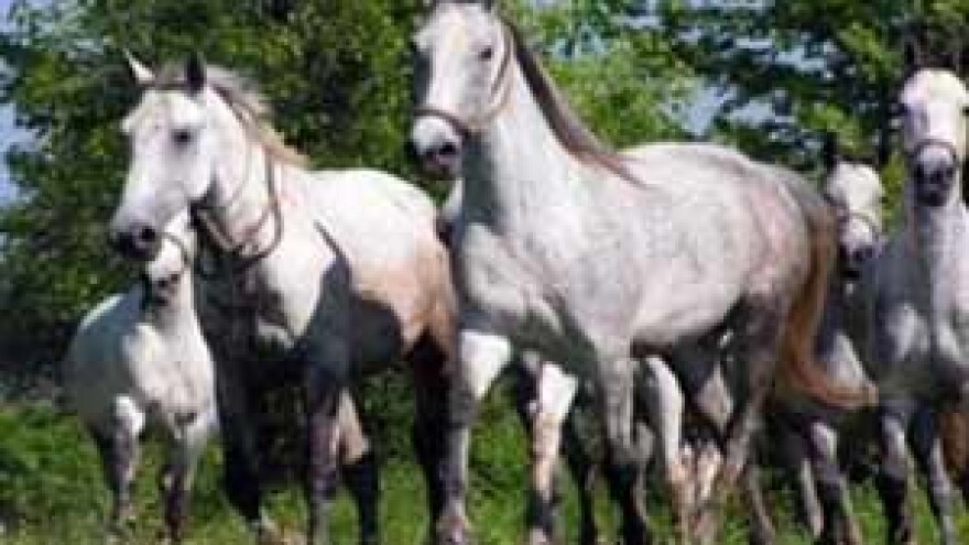 Razgovori o statusu Ergele odgađaju prosvjede