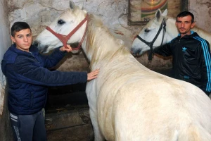 Lipicaneri kao ukras svetkovina