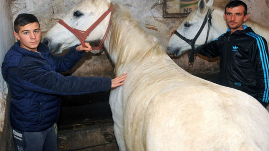 Lipicaneri kao ukras svetkovina