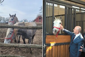 Dabro: Treba unaprijediti funkciju lipicanaca, uvedimo konjicu u Ministarstvo unutarnjih poslova