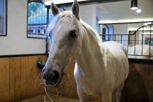 Licenciranje lipicanskih pastuha privatnog uzgoja