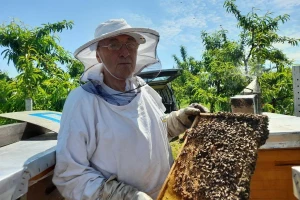 Cvat lipe na Balkanu: Kakvi su rezultati vrcanja meda?