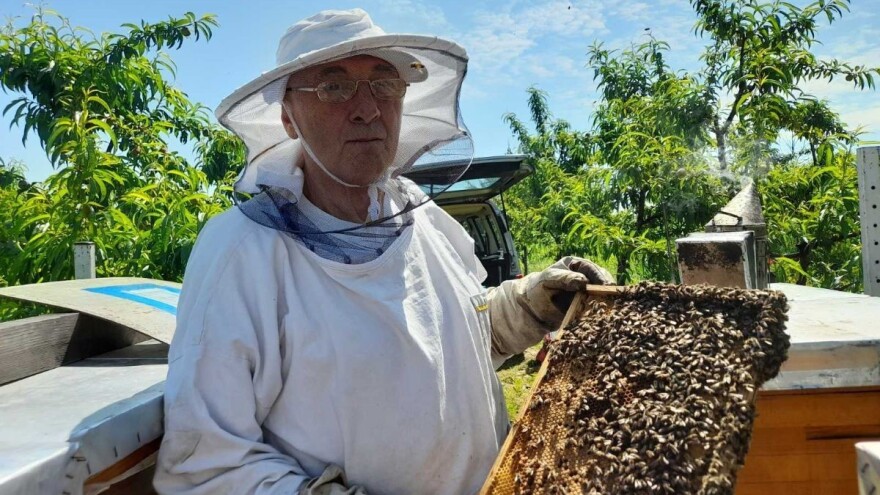 Cvat lipe na Balkanu: Kakvi su rezultati vrcanja meda?