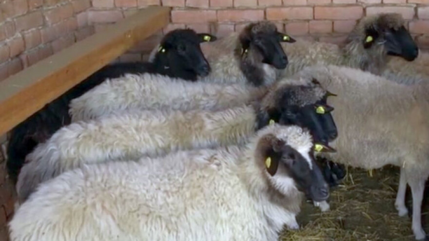 Lipska ovca, malo traži-dosta daje