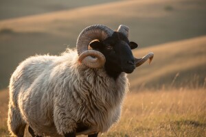 Lipska ovca - nova šansa za staru damu