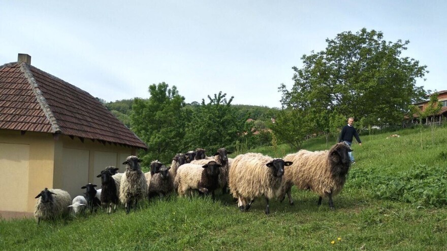 Radovan Anić - jedini uzgajivač lipske ovce u Aranđelovcu