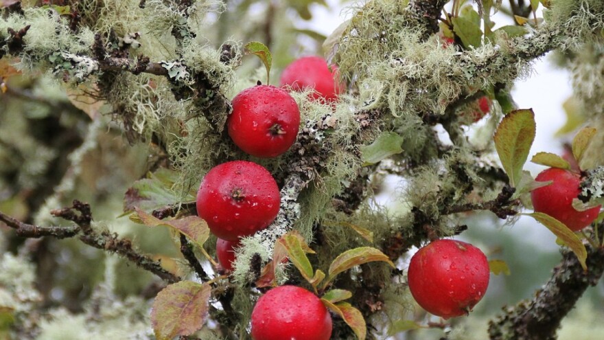 Lišajevi - štete li voćkama i zbog čega su korisni?
