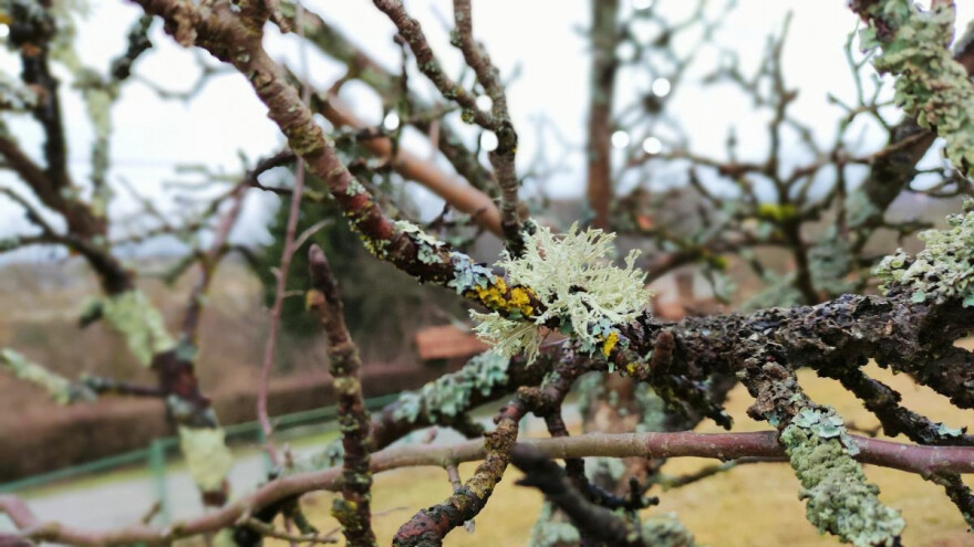 Treba li uklanjati lišajeve s voćaka?