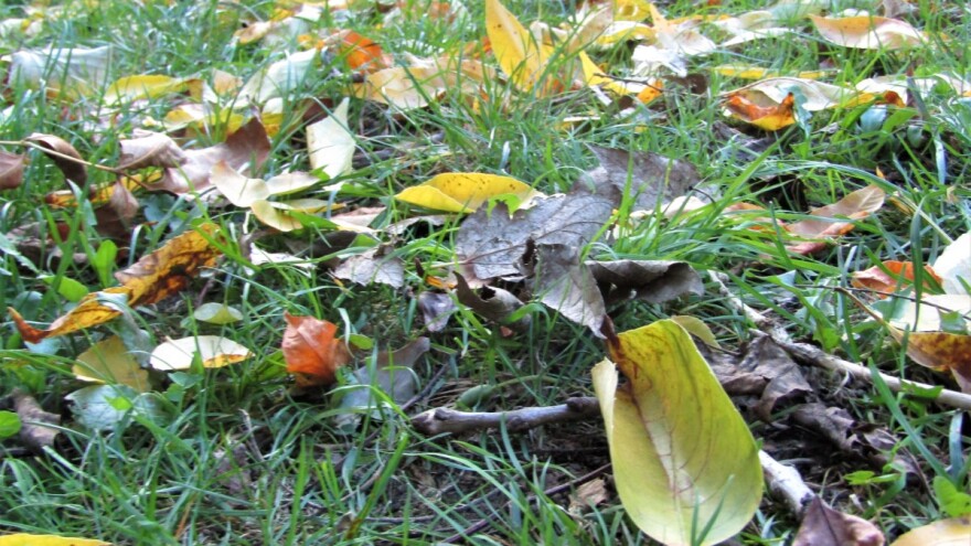 Krajem nedelje oblačno - bakarni tretman kada otpadne 70 odsto lisne mase