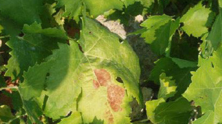 Ožegotine od sunca na plodovima