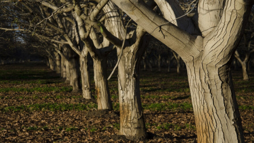 Orahovo lišće treba ukloniti sa gredica