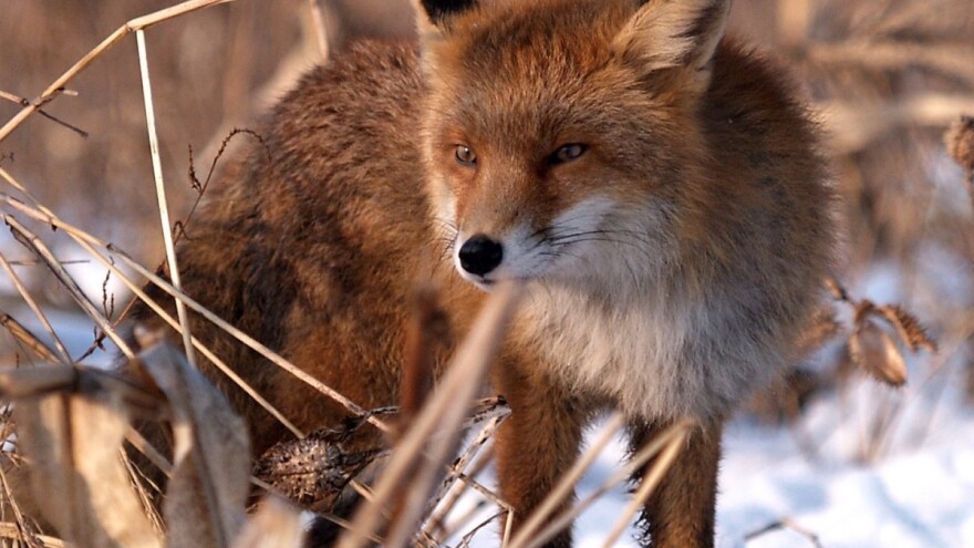 Najezda šakala i lisica - tamane plemenitu divljač!