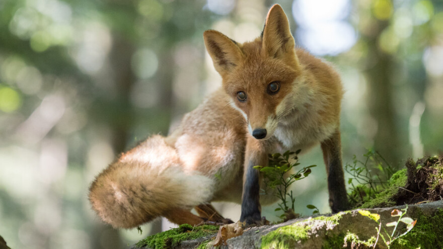Sutra kreće oralna vakcinacija lisica, držite kućne ljubimce pod nadzorom