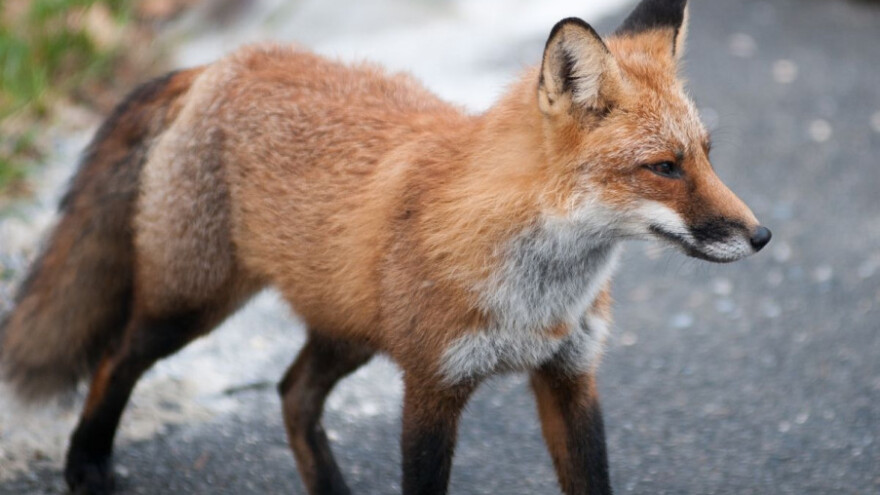 Morat ćemo naučiti živjeti s divljači u našim sredinama?