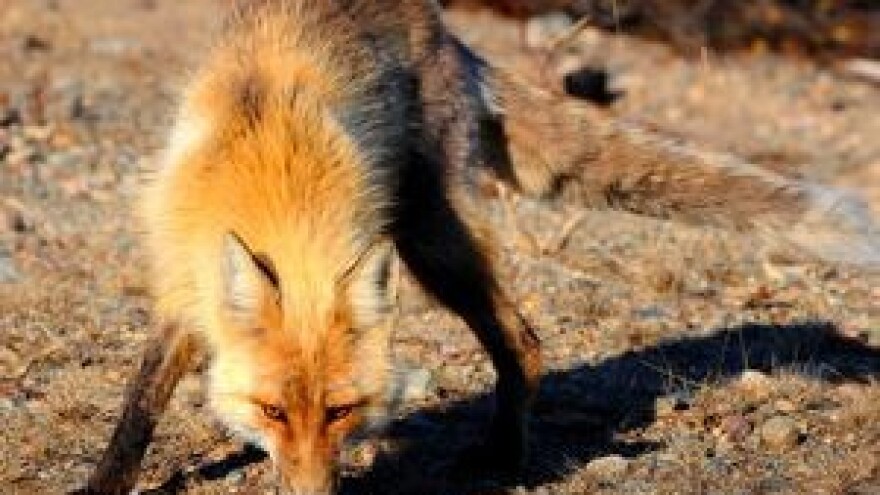 Program iskorjenjivanja bjesnoće