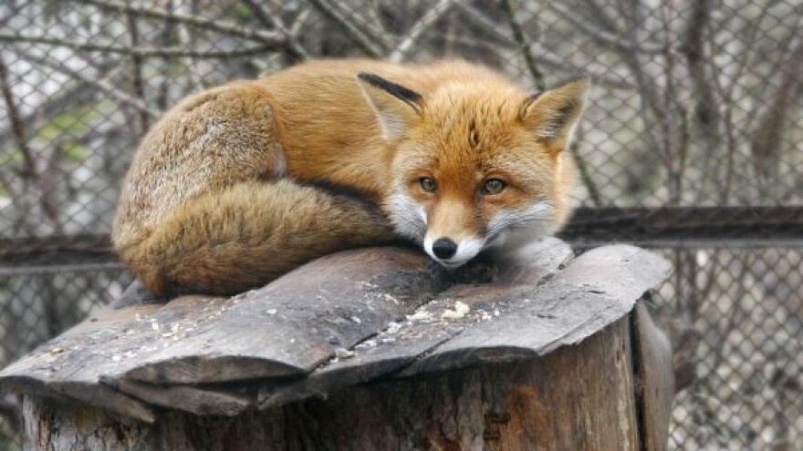 Rizik od pojave besnila na minimumu