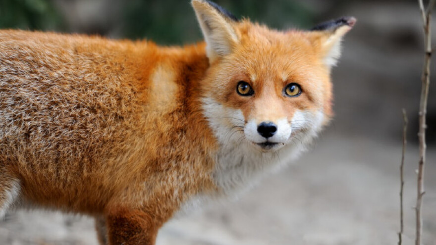 Cijepe se lisice - stočari oprez!