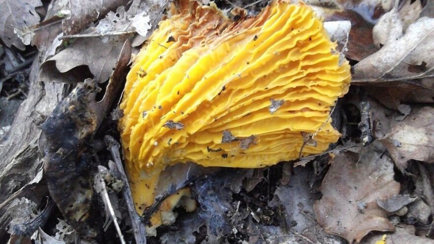 Lekcije iz gljivarstva - stanovništvu neophodna neprekidna edukacija