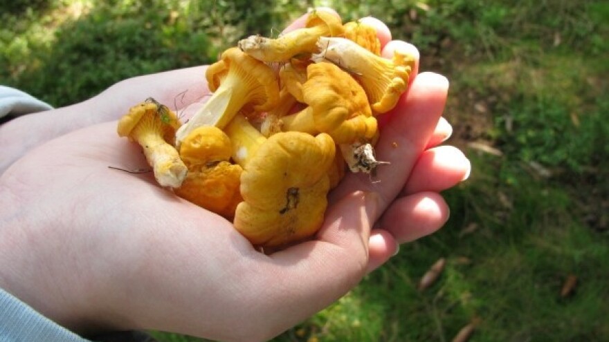 Probiotske lisičarke iz autohtonih slavonskih šuma