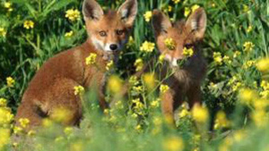 Obilježavanje Svjetskog dana borbe protiv bjesnoće