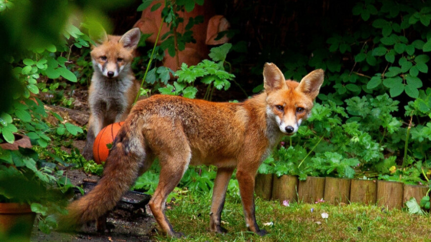 Prijavite divlje životinje nadležnima