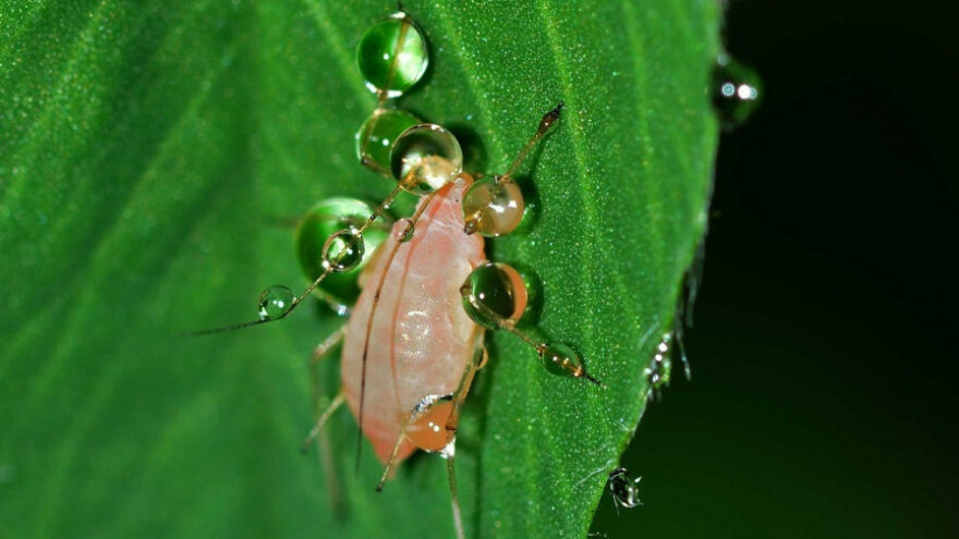 Ima li na vašim nasadima lisnih ušiju?