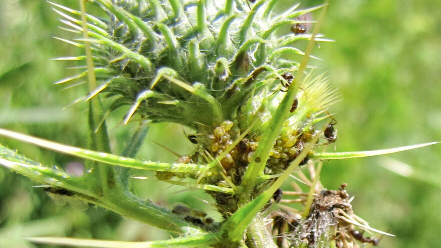 Lisne vaši kontrolirajte pomoću biljaka, insekata i ptica