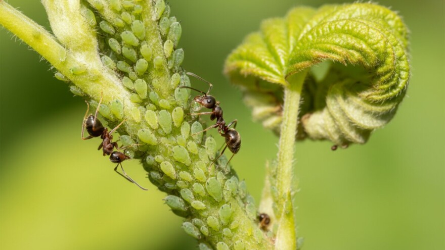 Lisne uši na bobičastim voćkama