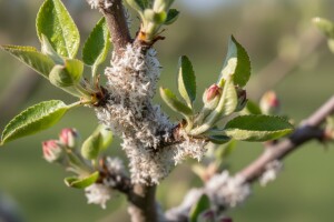 Lisne uši na jabuci