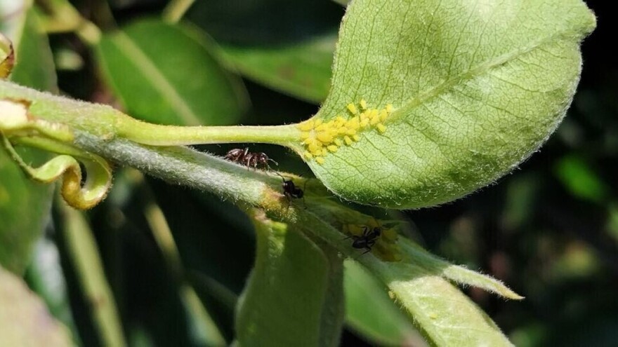 Vreme pogoduje lisnim vašima, kako ih suzbiti i šta nikako ne smete da radite?